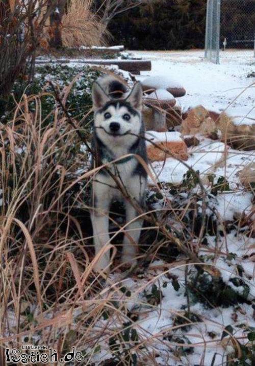 Ein glücklicher Hund Ein glücklicher Hund