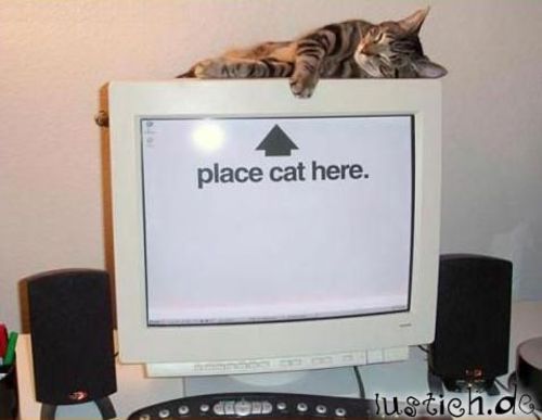 Katze hier hinlegen