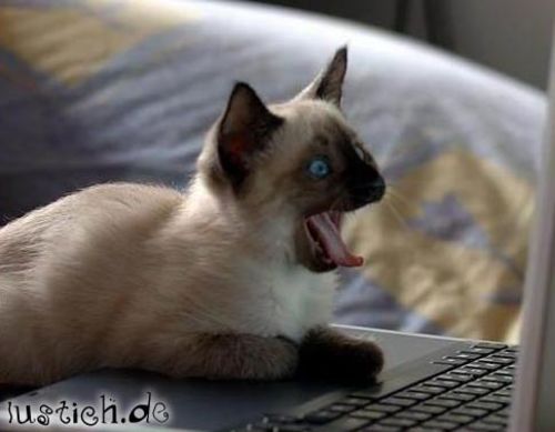 Computerkatze Computerkatze