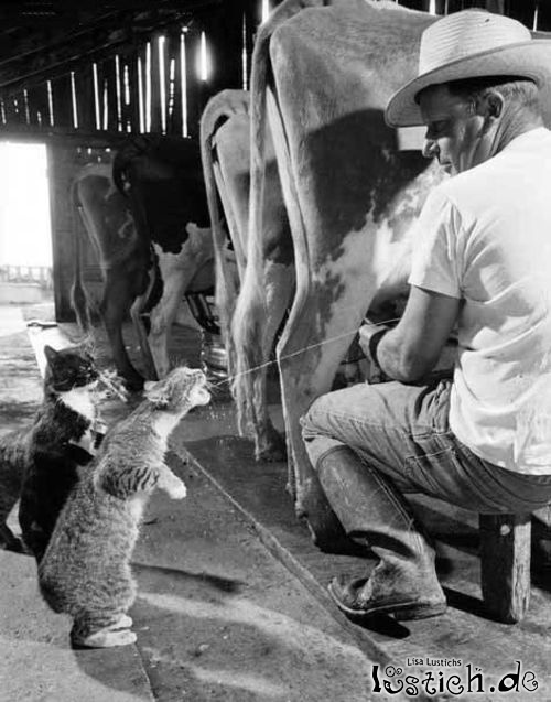 Die Milch machts Die Milch machts