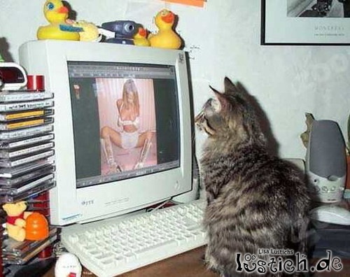 Katze guckt Porno
