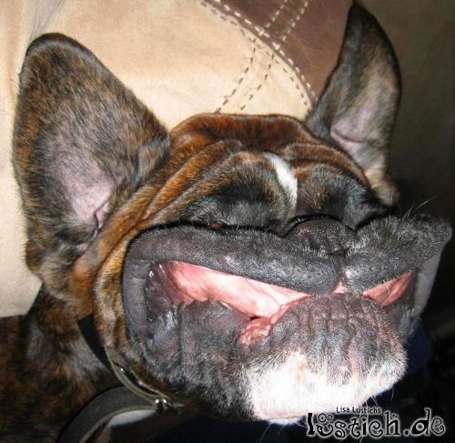 Lachender hund Lachender hund