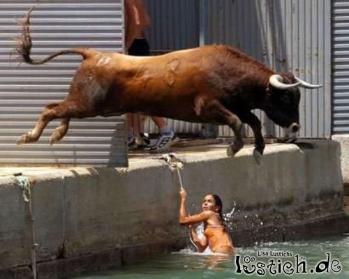 Stier springt ins Wasser