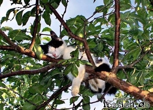 Katze schläft im Baum Katze schläft im Baum
