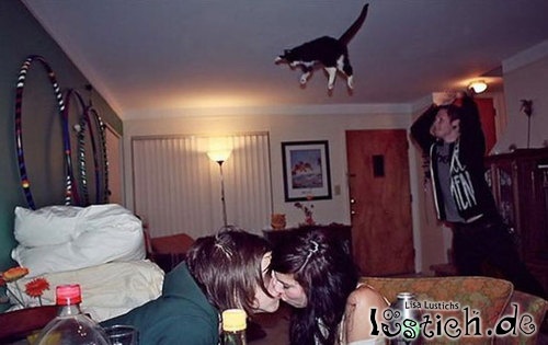 Katze kann fliegen