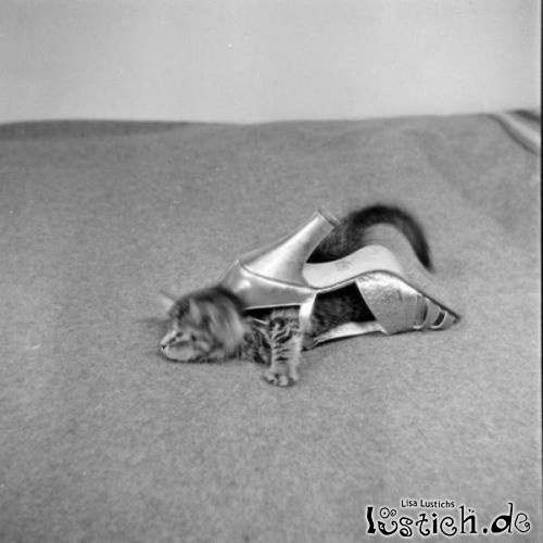 Katzen Schuh