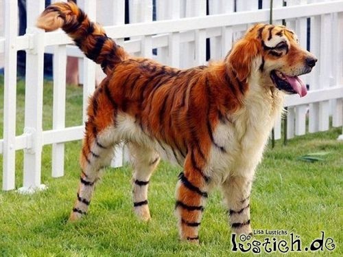 Tiger Hund