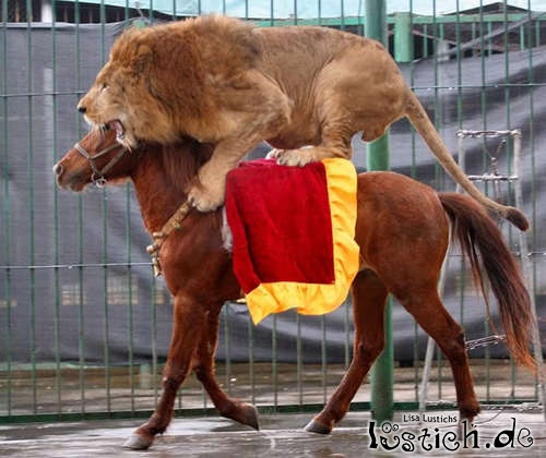 Löwe und Pferd