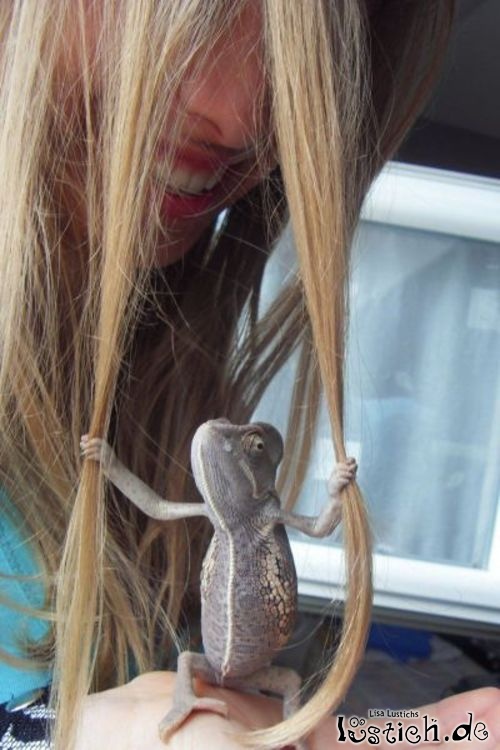 Reptil zieht an Haaren