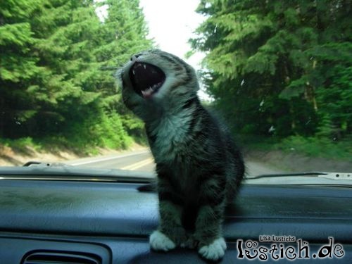 Katze mag keine Autofahrten