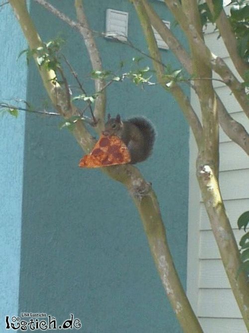 Pizzahörnchen Bild lustich.de