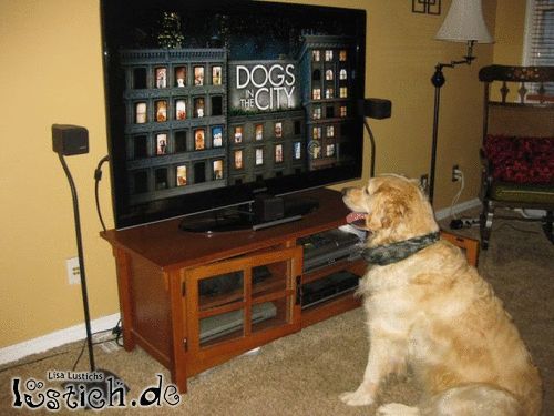 Hund vor dem Fernseher gesetzt