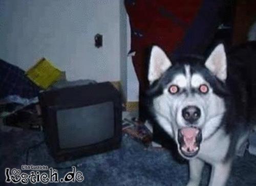 Dein Wachhund