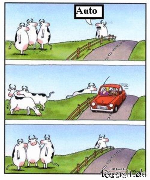 Kühe und Autos