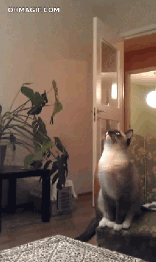 Ein sagenhafter Sprung