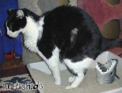 Kackende Katze Kackende Katze