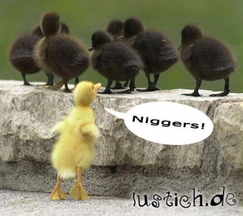 Rassistisches Küken Rassistisches Küken