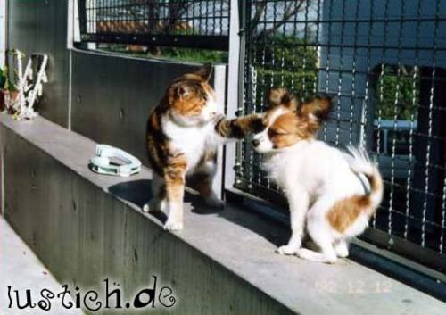 Tierische Ohrfeige Tierische Ohrfeige
