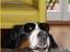 Gangster-Hund
