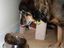 Hundefutter mit Katzengeschmack