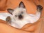 Katze in der Tasche