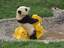 Spielender Panda