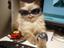 Coole Katze mit Sonnenbrille