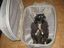 Katze im Handgepäck