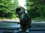 Katze mag keine Autofahrten