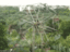 Das lebende Riesenrad