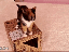 Das ist doch ein Katzensprung