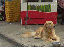 Flugblatt (gif)