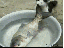 Fisch klauen (gif)