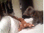 Katzenspaß (gif)