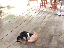 Katzenkampf (gif)