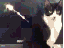 Katzenbeschuss (gif)