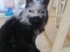Mehlkatze