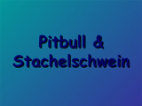 Pitbull & Stachelschwein