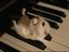 Hamster auf dem Klavier