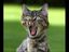 Die lustiche Lachkatze