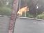 Bulldogge und Trampolin Bulldogge und Trampolin